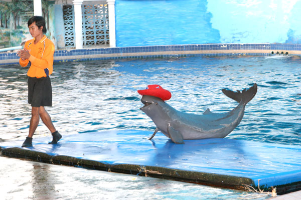 Delphin mit Humor in der Oasis Sea World