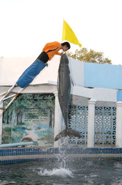 Delphin Show in der Oasis Sea World