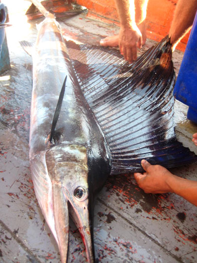 Der Merlin war richtig prächtig.