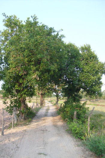 Einfacher Landweg im Isaan.