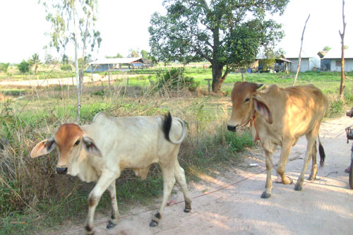Dörfliches Idyll im Isaan.