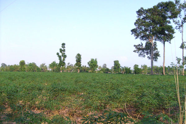 Landschaft im Isaan.