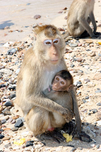 Affen Mama mit Affen Baby auf Monkey Island