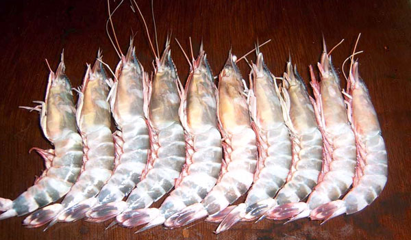 Die Gungs stehen unter Verdacht