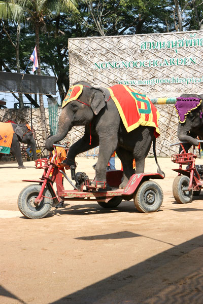 Elefanten fahren Roller im Nong Nooch Park