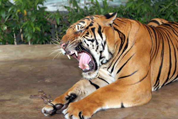 Dieser Tiger ist zwar echt, doch etwas abgedämpft