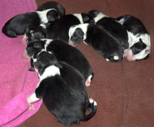 Die kleinen Starflights Hunde