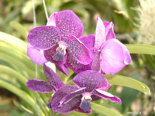Thai Orchidee