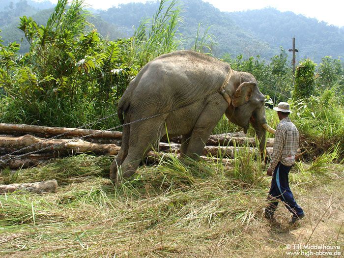Arbeitselefanten ackern bei der Bewirtschaftung der neu geschaffenen Plantagen