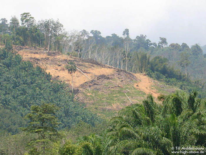 Wo der Wald erst abgeholzt ist - kommt rasch die Erosion.