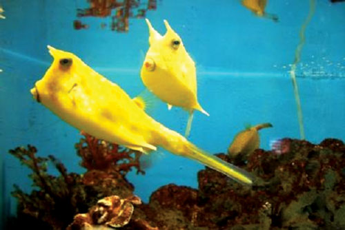 Im Aquarium in Manila