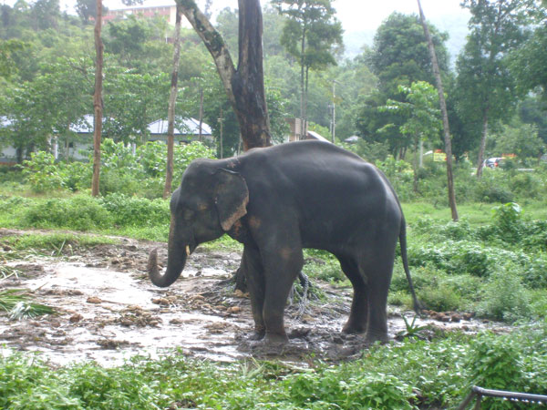 Elefantencamp auf Koh Chang
