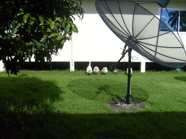 Die künftigen Weihnachtsgänse schnattern in Thailand.