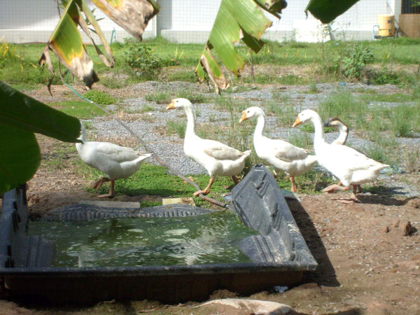 Prachtvolle Gänsebraten in thailändischer Natur.
