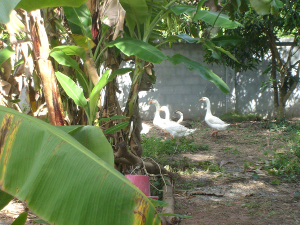 Gute Geschäftsidee: Gänse-Zucht in Thailand.
