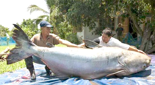 Der Fischreichtum im Mekong ist enorm, wie auch die Grösse der Exemplare