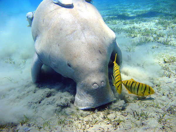 Das gefährdete Dugong