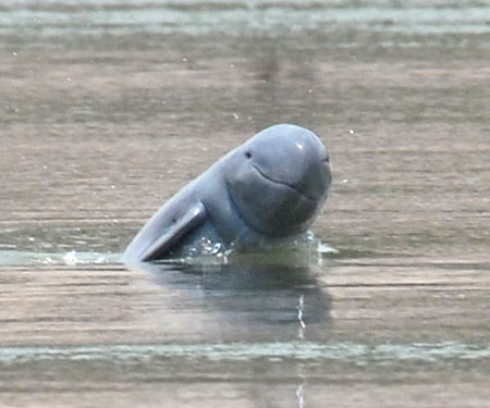 Der Mekong Delfin