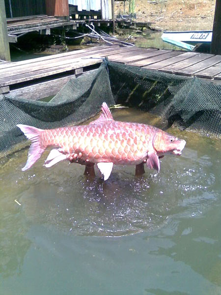 Big-Fish aus dem Mekong